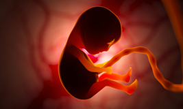 baby in womb